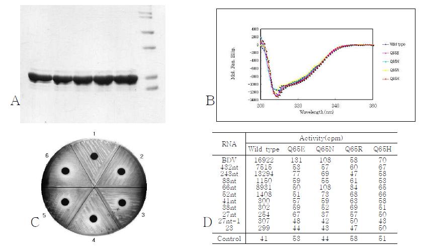 Q65E, N, R, H mutagenesis. A Purification. B CD spectra. C In vivo assay. D Activity assay