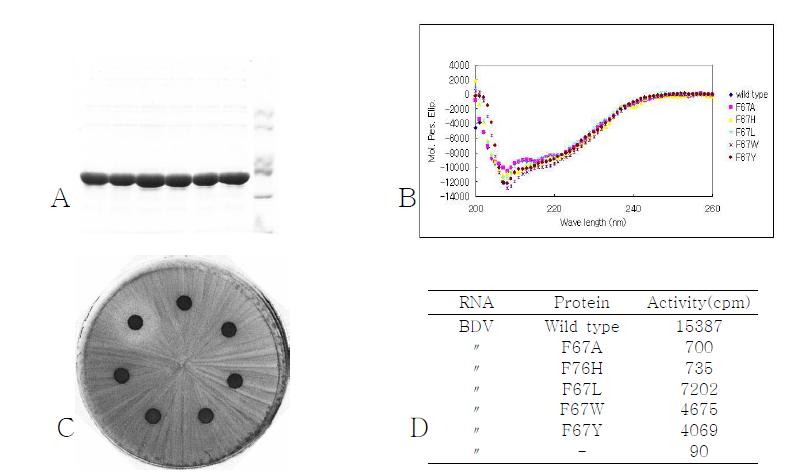 F67A, H, L, W, Y mutagenesis. A Purification. B CD spectra. C In vivo assay. D Activity assay