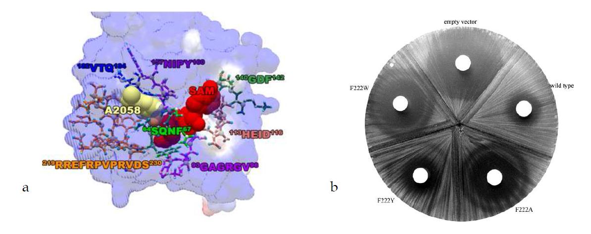 a, Methylatable adenine과 cofactor인 SAM이 binding하는 ‘Binding pocket’을 둘러싸고 있는 motif. b, 219RREFRPVPRVDS230motif에 존재하는 F222 mutant들의 항생제 감수성 검사