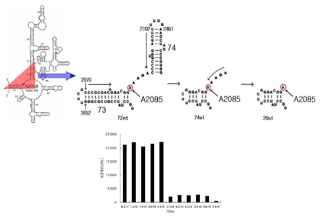 Sbustrate activity test. Truncated stem73 and stem74 RNA.