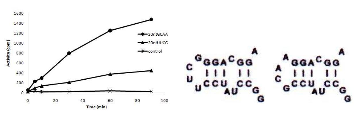Two different tetra loop (UUCG, GCAA) minimal substrates.