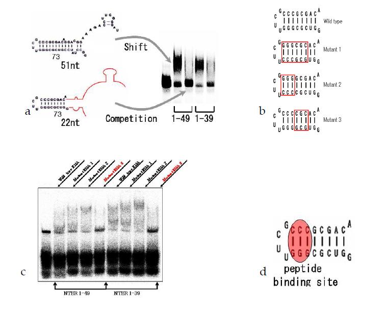 a. Competition analysis of NTER1-49 and 1-39 peptide with 22nt RNA, b. Wild type and munat RNAs which in stem 73 distant from methylatable adenine A2085, c. Competition analysis of NTER1-39 or -49, d. NTER1-49, 39 binding site