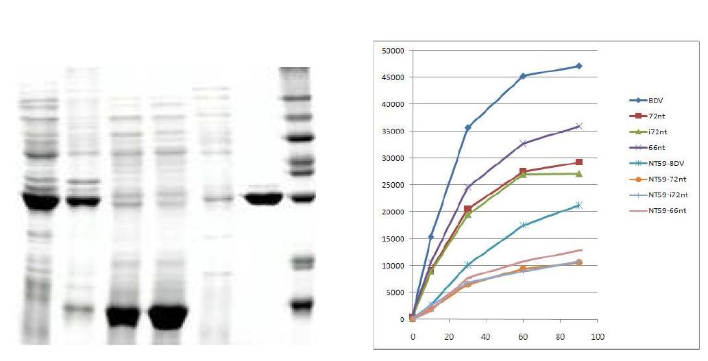 NT59TE overexpression and purification and Activity test of wild type & NT59TE to DV, 72, i72 and 66nt RNAs