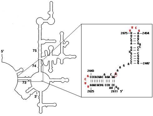 이 실험에서 사용한 666nt 23S rRNA domain V의 schematic 2차 구조와 box 안에 표현한 것은 72nt RNA의 2차구조