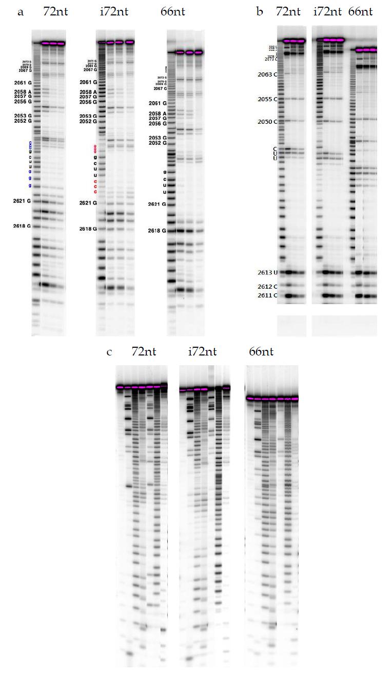 a는 72, i72, 66nt RNA의 RNase V1을 이용한 2차 구조 분석 및 ErmSF의 footprinting, b는 RNase A를 이용한 2차 구조 분석 및 ErmSF의 footprinting, c는 lead와 nuclease S1을 이용한 2차 구조 분석.