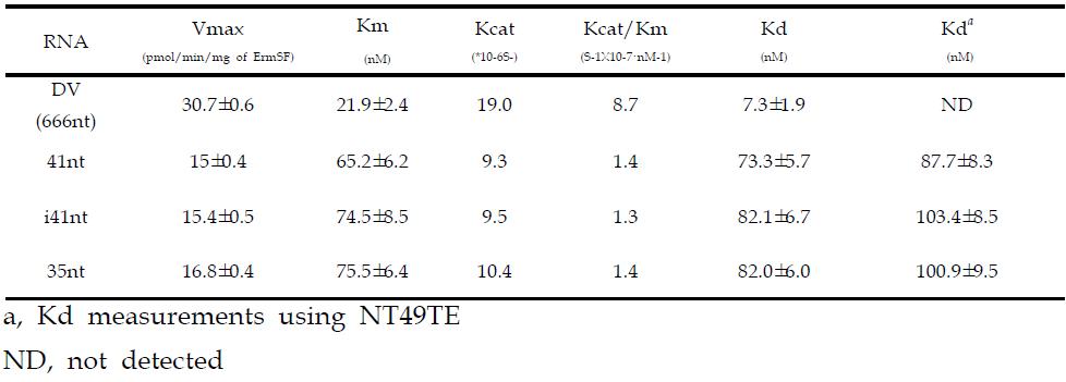 Kinetic parameter and Kd analysis of domain V (DV), 41nt, i41nt and 35nt RNAs