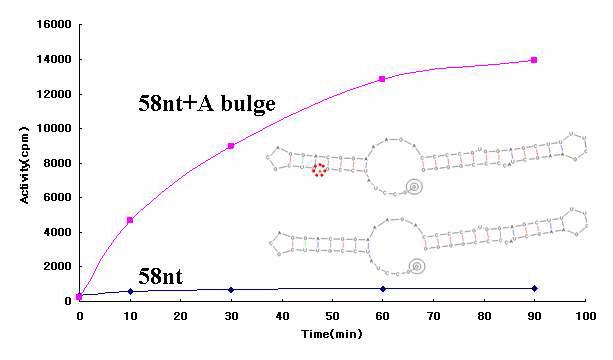 Huge increase in substrate activity by introducing bulge at the position three base pairs away from the methylatable adenine.