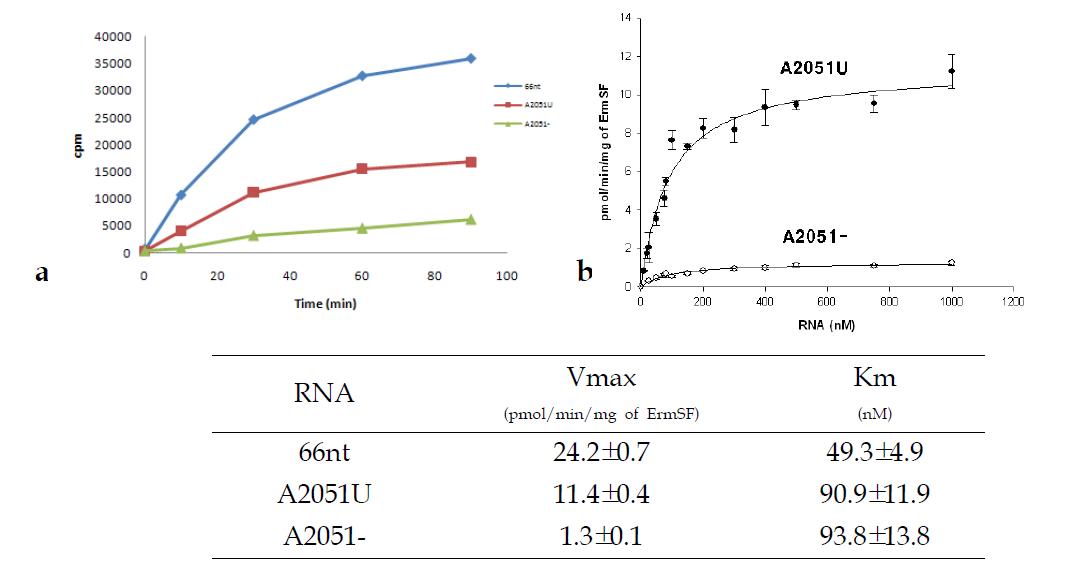 66nt RNA의 stem 73에 존재하는 bulge A2051를 U로 치환하거나 (A2015U) deletion한 (A2051-) mutant RNA의 a) 시간에 따른 활성 분석과, b) kinetic parameter 분석