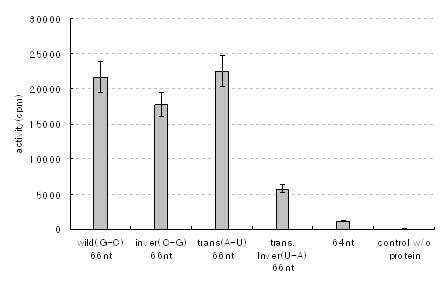 An edge of the 66nt GC base pair mutated RNA activity.