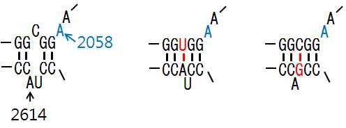 Structure of stem73 bulge mutant DV RNAs.