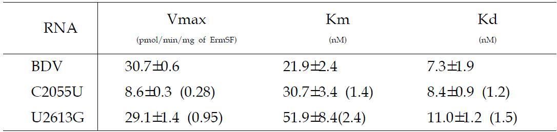 Kinetic assay of stem73 bulge mutant DV RNAs.