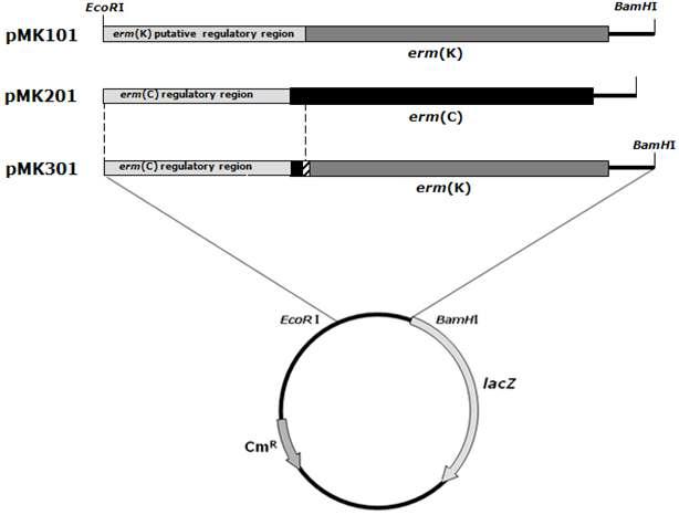 Schematic representation of ErmK expression plasmid (pMK301) under the control of ermC regulatory region (attenuator)
