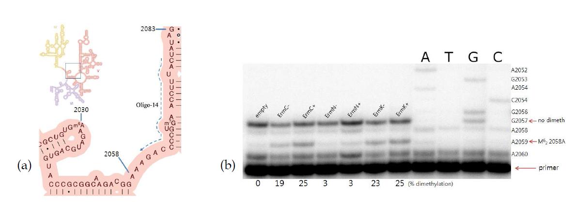 (a) Large subunit ribosomal RNA of E. coli and Secondary structure of the peptidyltransferase region within domain V of E. coli 23S rRNA. (b) Autoradiograph of reverse transcripts of in vivo-methylated 23S rRNA