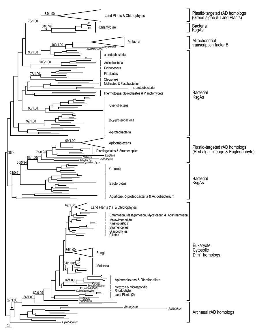 KsgA, Dim 단백질군의 Maximum likehood와 Bayesian method를 사용하여 작성한 phylogenetic tree.