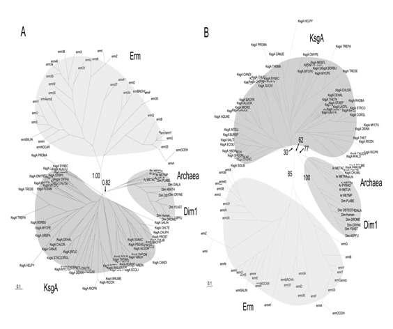 Unrooted trees constructed by Bayesian inference (A) and maximum likelihood (B) methods