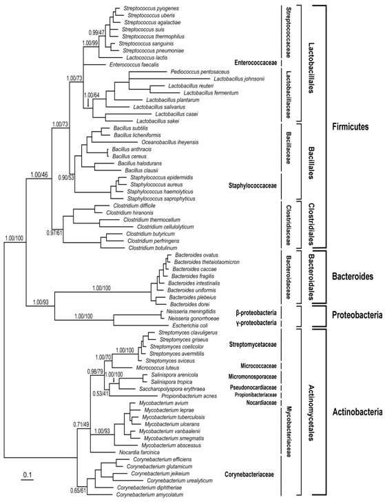 A Bayesian tree inferred from an alignment of 250 amino acid positions from 70 bacterial KsgAs. Posterior probability and ML bootstrap value (100 replicates) are given at branching points.