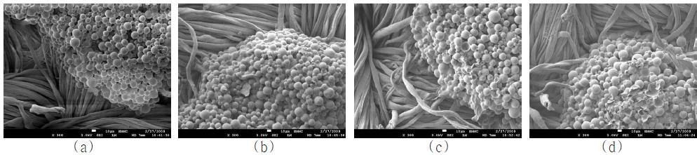 SEM photographs(300, x1000) of octadecane microcapsule-treated fabrics after laundering
