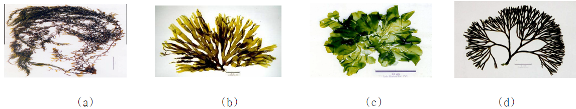 Pictures of marine algae
