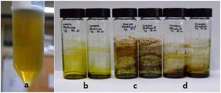 Extracts from indigo plant with different solvents