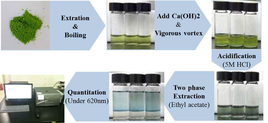 Conversion process of indican if indigo plant leaves to indigo for quantification