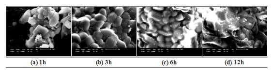 SEM Images of samples Ni-03 fired at 1300℃ for 1h, 3h, 6h, 12h.