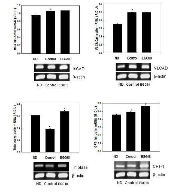 Effects of EGG18 on mRNA expression of genes involved in fatty acid oxidation in C2C12 myotubes.