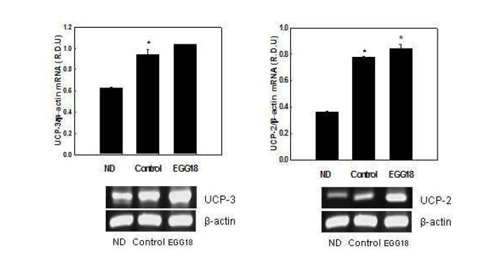 Effects of EGG18 on mRNA expression of UCPs in C2C12 myotubes.