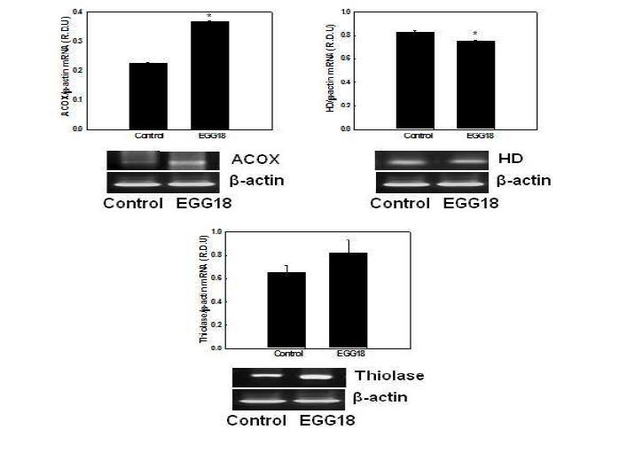 Effects of EGG18 on mRNA expression of genes involved in peroxisomal fatty acid β-oxidation in NMu2Li liver cells.