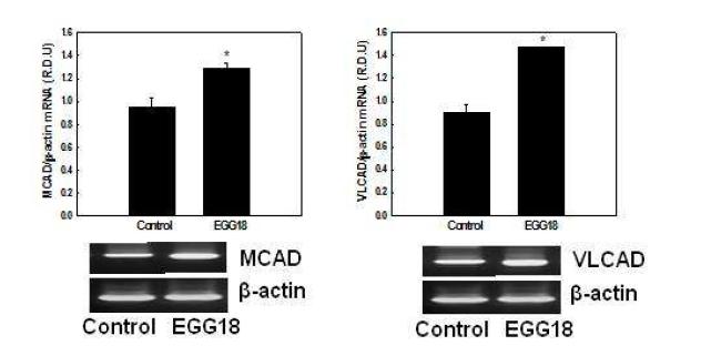 Effects of EGG18 on mRNA expression of genes involved in mitochondrial fatty acid β-oxidation in NMu2Li liver cells.