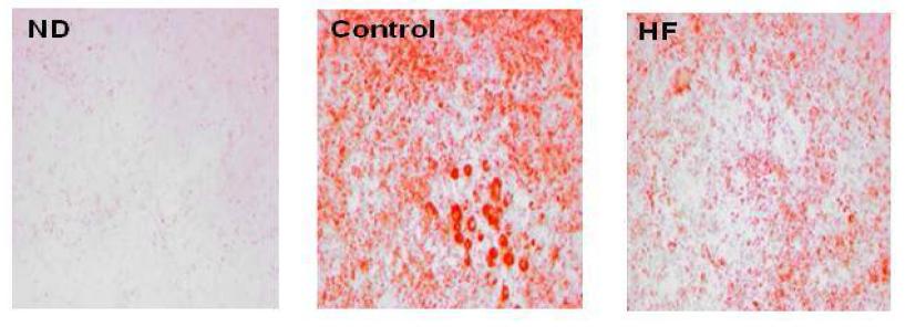 Effects of HF on accumulation of triglycerides in 3T3-L1 cells.