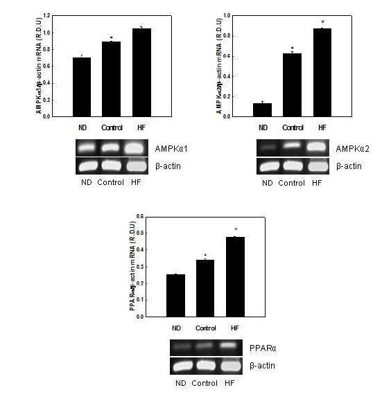 Effects of HF on mRNA expression of AMPKα and PPARα in C2C12 myotubes.