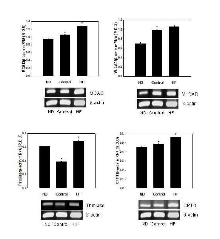 Effects of HF on mRNA expression of genes involved in fatty acid oxidation in C2C12 myotubes.