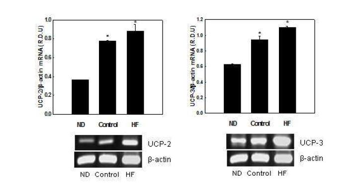 Effects of HF on mRNA expression of UCPs in C2C12 myotubes.