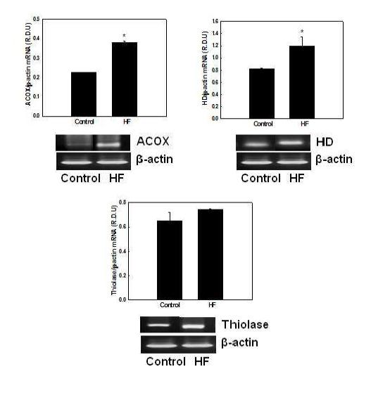 Effects of HF on mRNA expression of genes involved in peroxisomal fatty acid β-oxidation in NMu2Li liver cells.