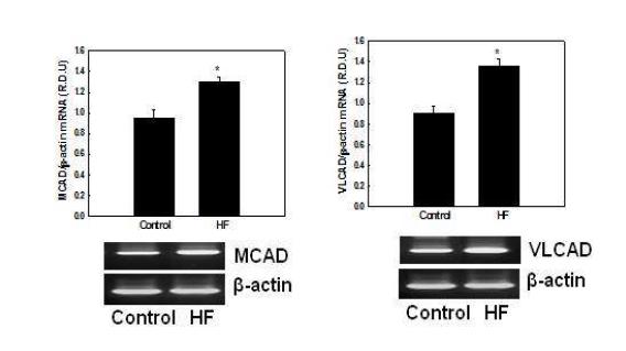 Effects of HF on mRNA expression of genes involved in mitochondrial fatty acid β-oxidation in NMu2Li liver cells.