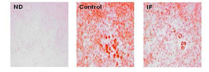 Effects of IF on accumulation of triglycerides in 3T3-L1 cells.