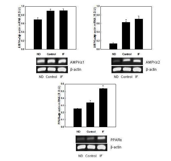 Effects of IF on mRNA expression of AMPKα and PPARα in C2C12 myotubes.