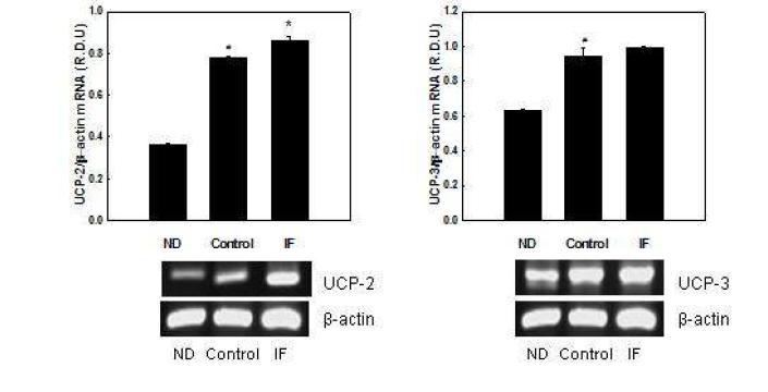 Effects of IF on mRNA expression of UCPs in C2C12 myotubes.