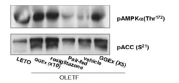 Phosphorylation of AMPKα and ACC by GGEx in skeletal muscle of OLETF rats.