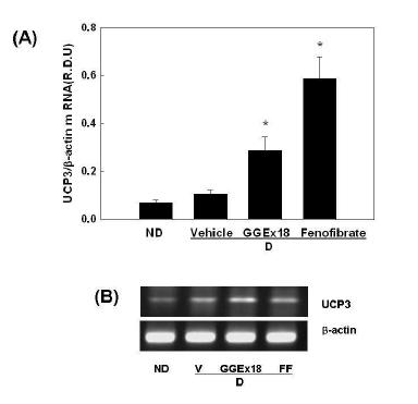 The UCP3 mRNA expression levels after GGEx treatment in C2C12 skeletal muscle cells.