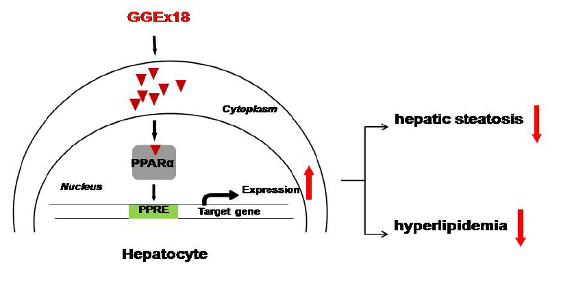 Possible mechanism of GGEx18 to inhibit hepatic steatosis and hyperlipidemia.