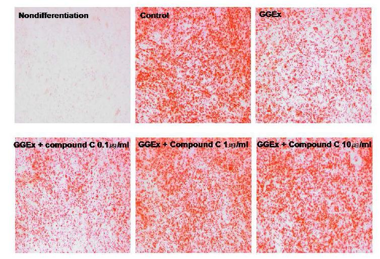 Modulation of triglyceride levels by the AMPK inhibitor compound C in C2C12 myotubes.