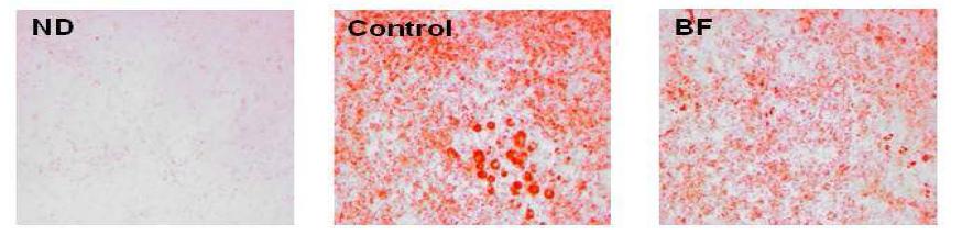 Effects of BF on accumulation of triglycerides in 3T3-L1 cells.