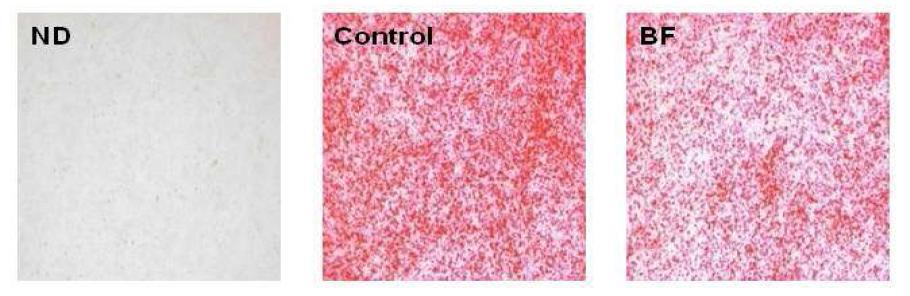 Effects of BF on lipid accumulation in C2C12 cells.