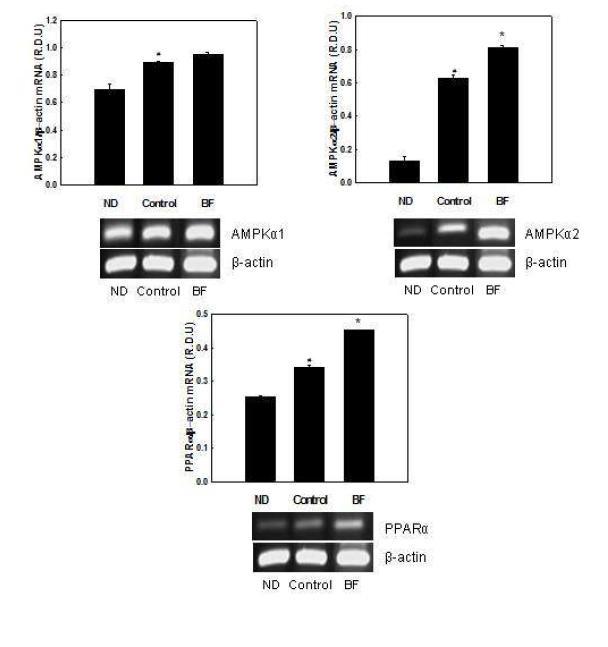 Effects of BF on mRNA expression of AMPKα and PPARα in C2C12 myotubes.