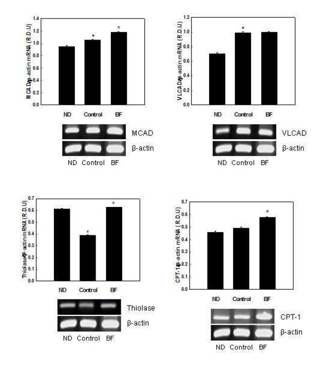 Effects of BF on mRNA expression of genes involved in fatty acid oxidation in C2C12 myotubes.