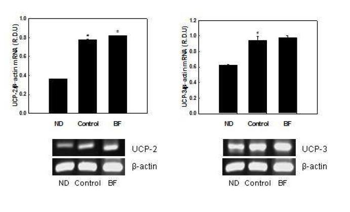 Effects of BF on mRNA expression of UCPs in C2C12 myotubes.