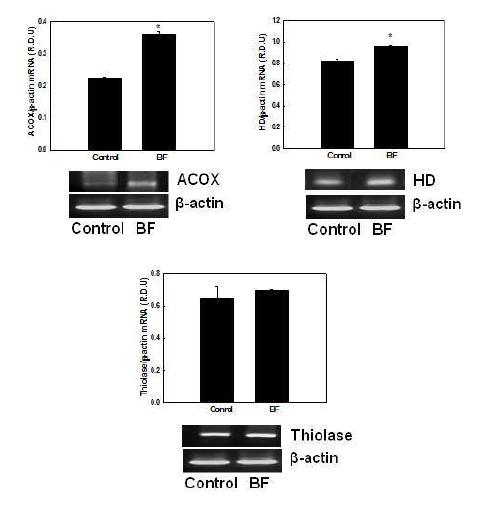 Effects of BF on mRNA expression of genes involved in peroxisomal fatty acid β-oxidation in NMu2Li liver cells.