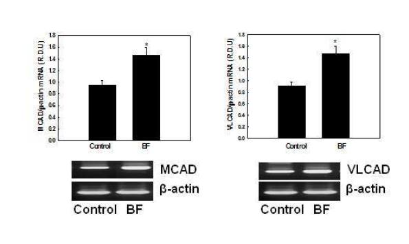 Effects of BF on mRNA expression of genes involved in mitochondrial fatty acid β-oxidation in NMu2Li liver cells.