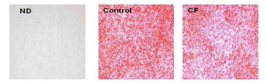 Effects of CF on lipid accumulation in C2C12 cells.